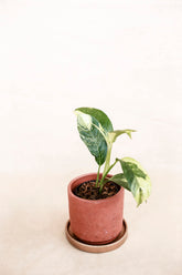 Rhaphidophora puberula variegata